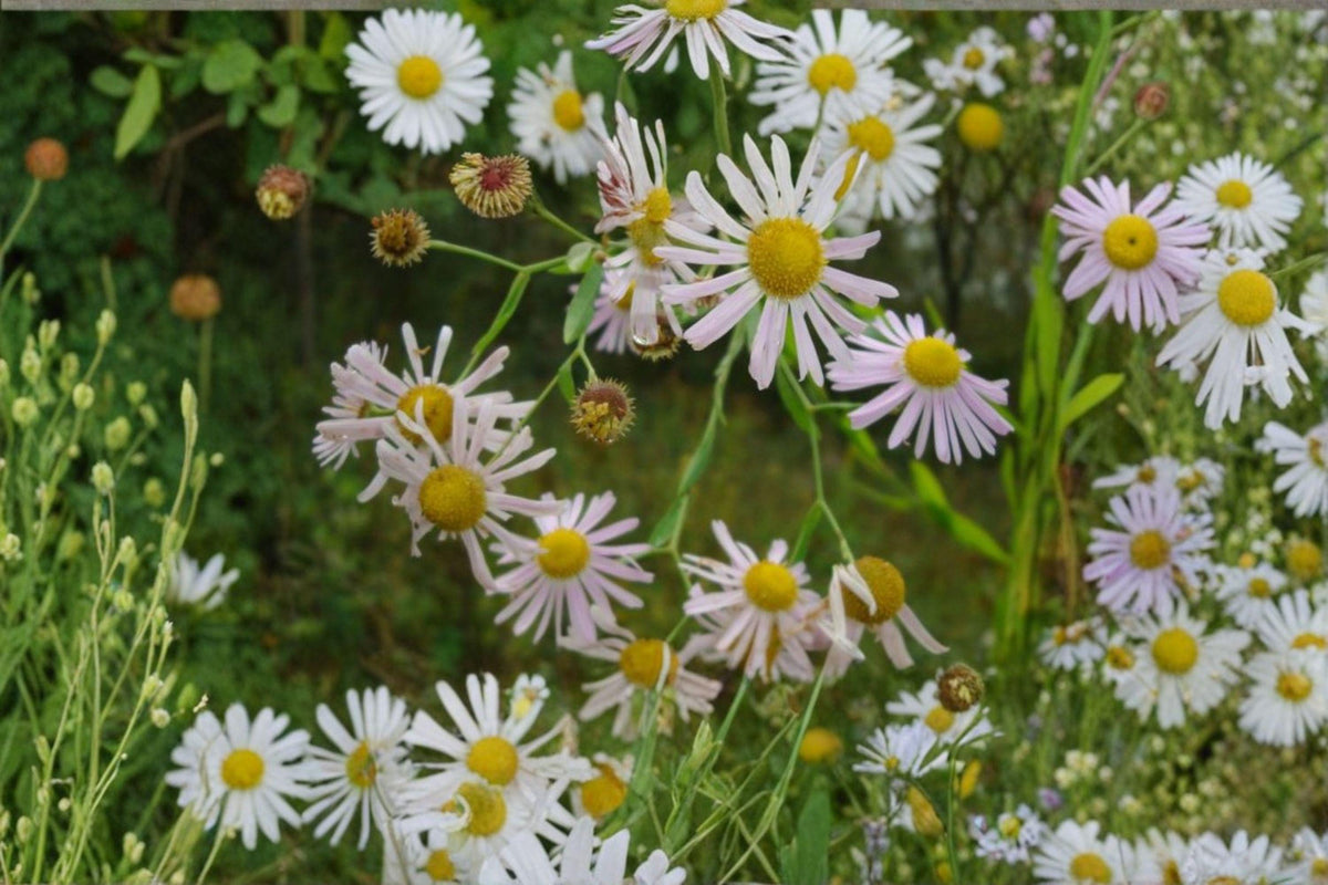 Boltonia decurrens Seeds – Native White Wildflower for Pollinators – Perennial for Wetlands & Rain Gardens