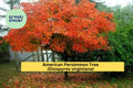 American Persimmon Tree Starter Plant – Native Diospyros virginiana for Home Orchard & Edible Landscape