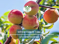 White Peach Tree Cuttings 3PCS Unrooted Prunus persica for Propagation, Fruit Tree for Home Garden, Juicy White Peaches