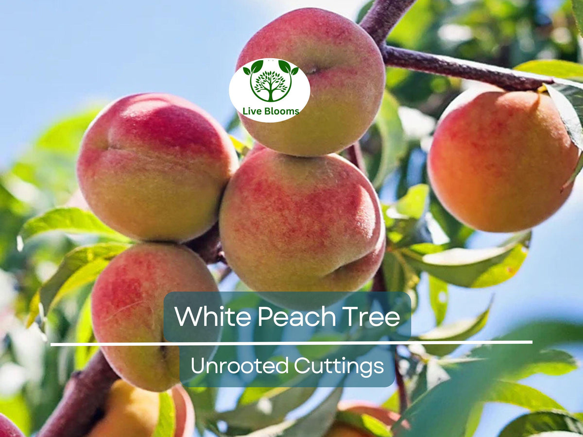 White Peach Tree Cuttings 3PCS Unrooted Prunus persica for Propagation, Fruit Tree for Home Garden, Juicy White Peaches