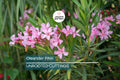 Pink Oleander Live Cuttings – 7" Fresh Organic Nerium oleander Propagation Plant for Gardening