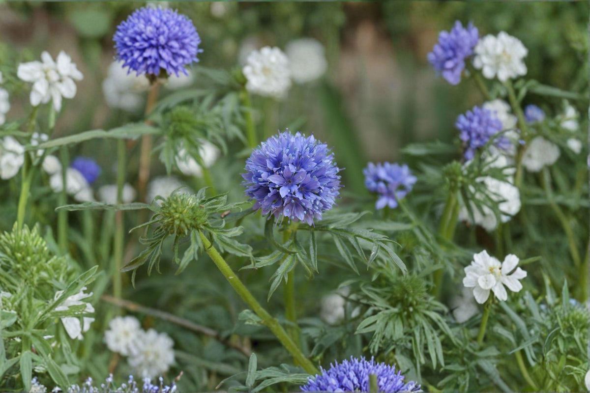 Globe Gilia Seeds – Native Blue Wildflower, Gilia capitata, Drought Tolerant, Pollinator Attractant, 100 Seeds