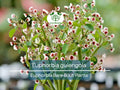 Euphorbia guiengola Bare Root Succulent Caudex Plant for Bonsai or Hanging Displays – Rare Live Starter for Collectors