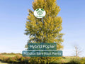 Hybrid Poplar Tree Bare Root – Cottonless Fast-Growing Shade & Privacy Tree – Populus hybrid (var. sterile)