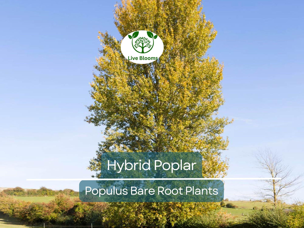 Hybrid Poplar Tree Bare Root – Cottonless Fast-Growing Shade & Privacy Tree – Populus hybrid (var. sterile)