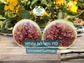 White Adriatic Fig Tree Unrooted Cuttings – Ficus carica, Rare White Fruit, Easy to Grow, Indoor/Outdoor, Propagation, Garden Plant