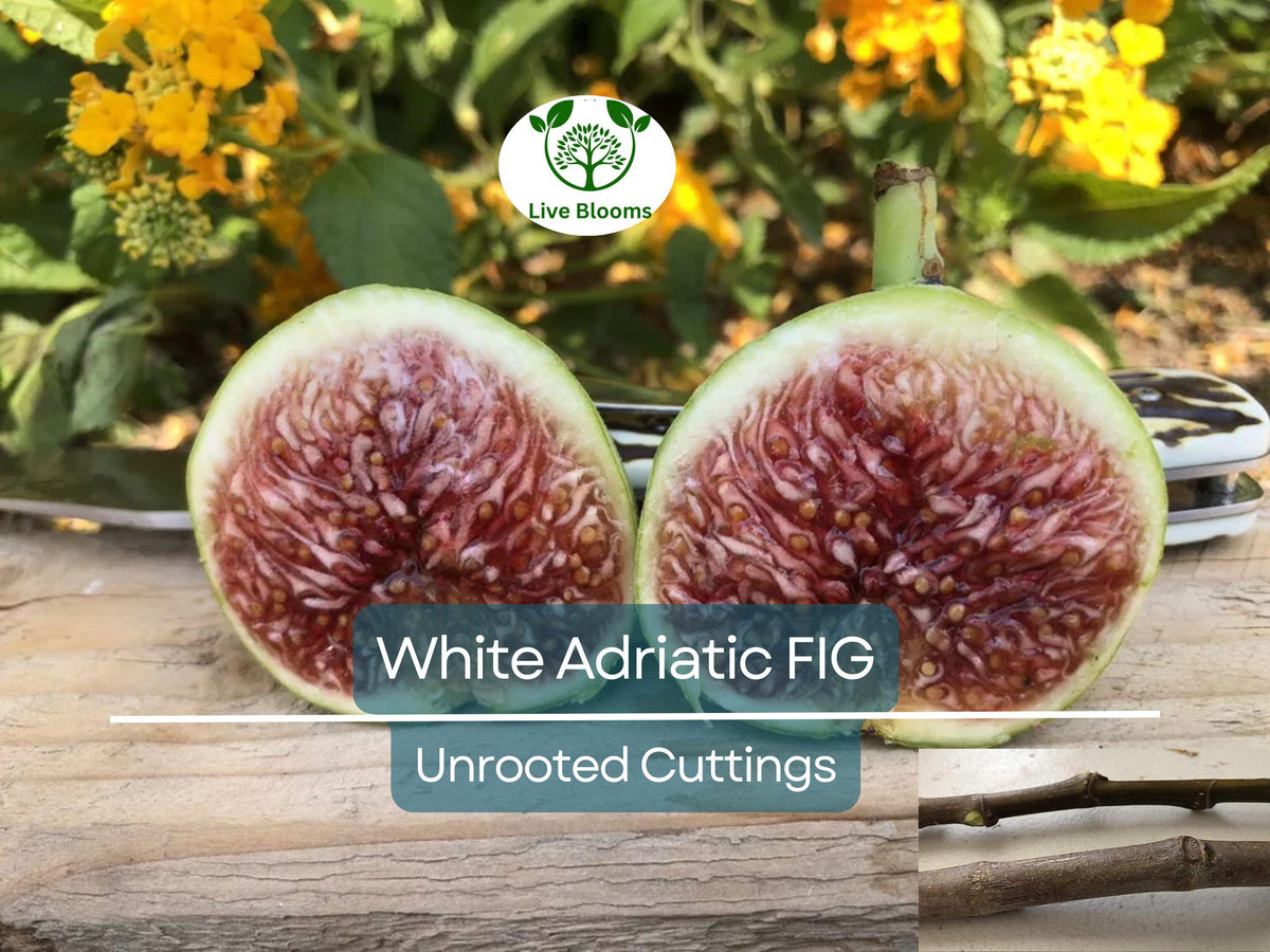 White Adriatic Fig Tree Unrooted Cuttings – Ficus carica, Rare White Fruit, Easy to Grow, Indoor/Outdoor, Propagation, Garden Plant