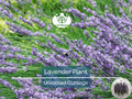 Organic California Lavender Unrooted Cuttings – 15 Live Lavender (Lavandula angustifolia) for Propagation & Garden