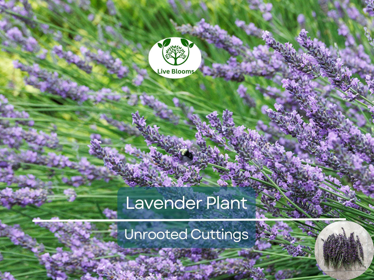 Organic California Lavender Unrooted Cuttings – 15 Live Lavender (Lavandula angustifolia) for Propagation & Garden