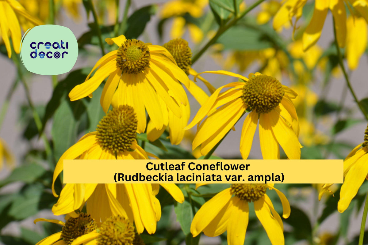 Cutleaf Coneflower Seeds – 50 Native Perennial Seeds, Rudbeckia laciniata ampla, Bright Yellow Wildflower, Pollinator Friendly, Tall Blooms
