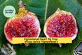 Fignomenal Dwarf Fig Tree – Ficus carica ‘Fignomenal’ – Live Starter Plug or Bare Root Small Fruit Tree for Patio or Garden