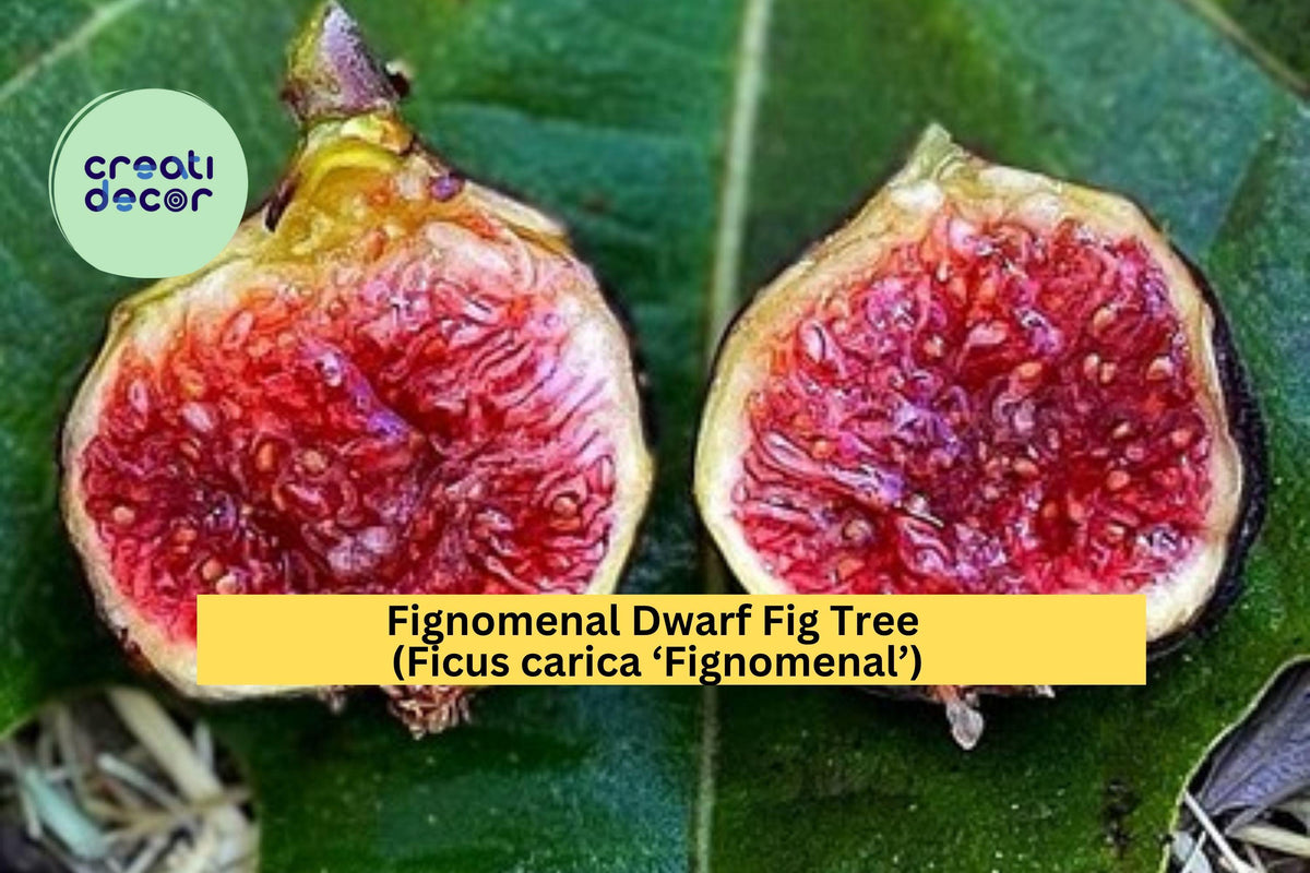 Fignomenal Dwarf Fig Tree – Ficus carica ‘Fignomenal’ – Live Starter Plug or Bare Root Small Fruit Tree for Patio or Garden