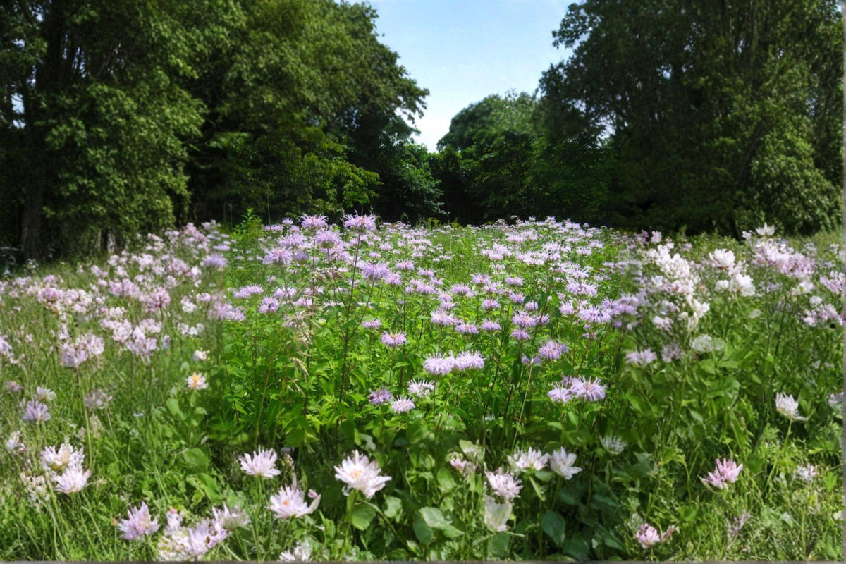 Wild Bergamot Seeds – Monarda fistulosa Native Perennial for Pollinator Gardens, Lavender Pink Herbaceous Plant
