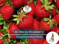 10 Bare Root AC Wendy Strawberry Plants – June-Bearing, Sweet Early Harvest, Fragaria × ananassa, Non-GMO, Heirloom Variety