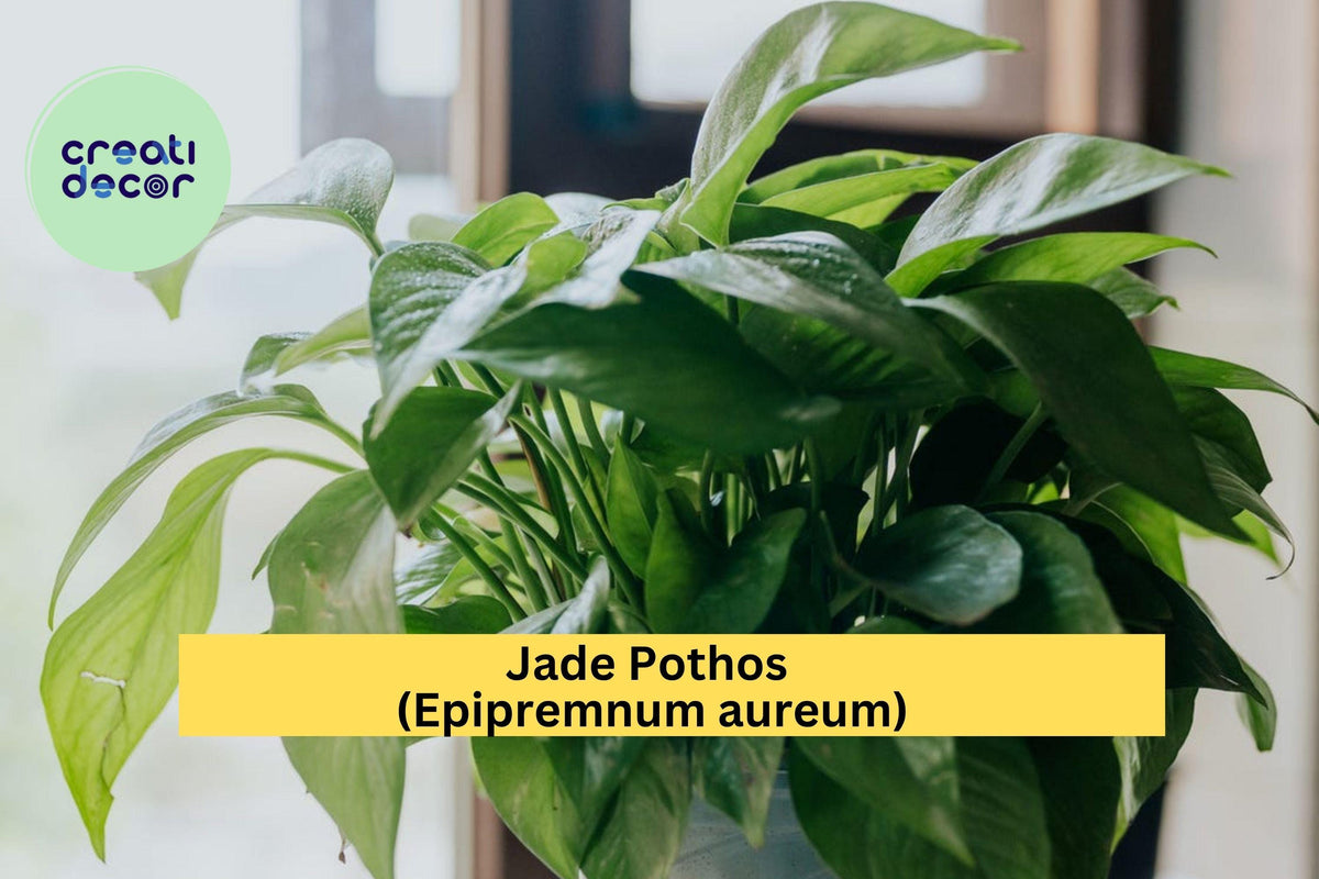 Jade Pothos Cuttings – 10 Leaf Propagation Set with Nodes & Air Roots – Epipremnum aureum Indoor Vining Plant for Home & Office