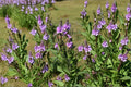 Hoary Vervain Seeds – Verbena stricta Native Prairie Perennial, Drought Tolerant, Wildflower Seeds, Bee & Butterfly Attractant, 100 Seeds