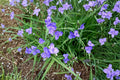 Tradescantia occidentalis Seeds – Native Western Spiderwort Perennial, Drought-Tolerant, Pollinator-Friendly, Prairie Wildflower