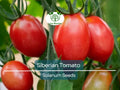 50 Siberian Tomato Seeds | Dwarf Determinate Heirloom Lycopersicon esculentum | Cold Hardy, Early, Non-GMO, Container-Friendly