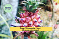 Dwarf Pineapple Plant Live Rooted Ananas comosus Tropical Fruit & Ornamental Indoor or Patio Plant