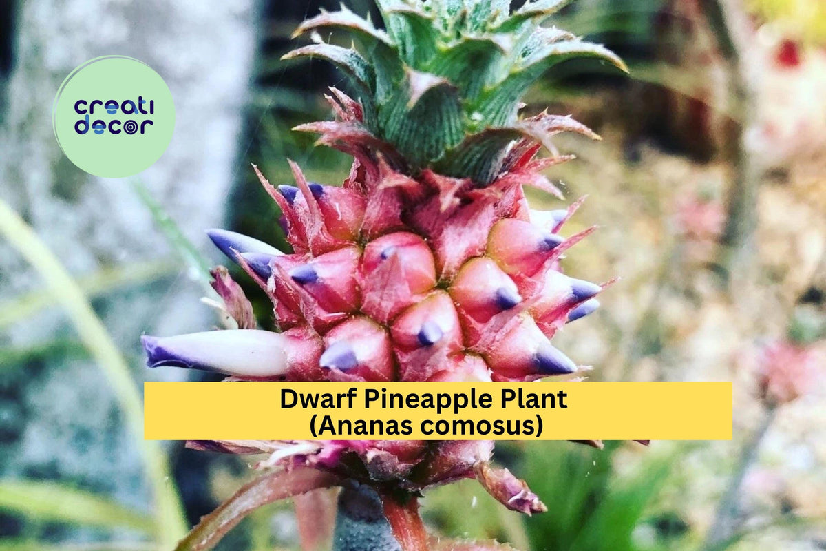 Dwarf Pineapple Plant Live Rooted Ananas comosus Tropical Fruit & Ornamental Indoor or Patio Plant