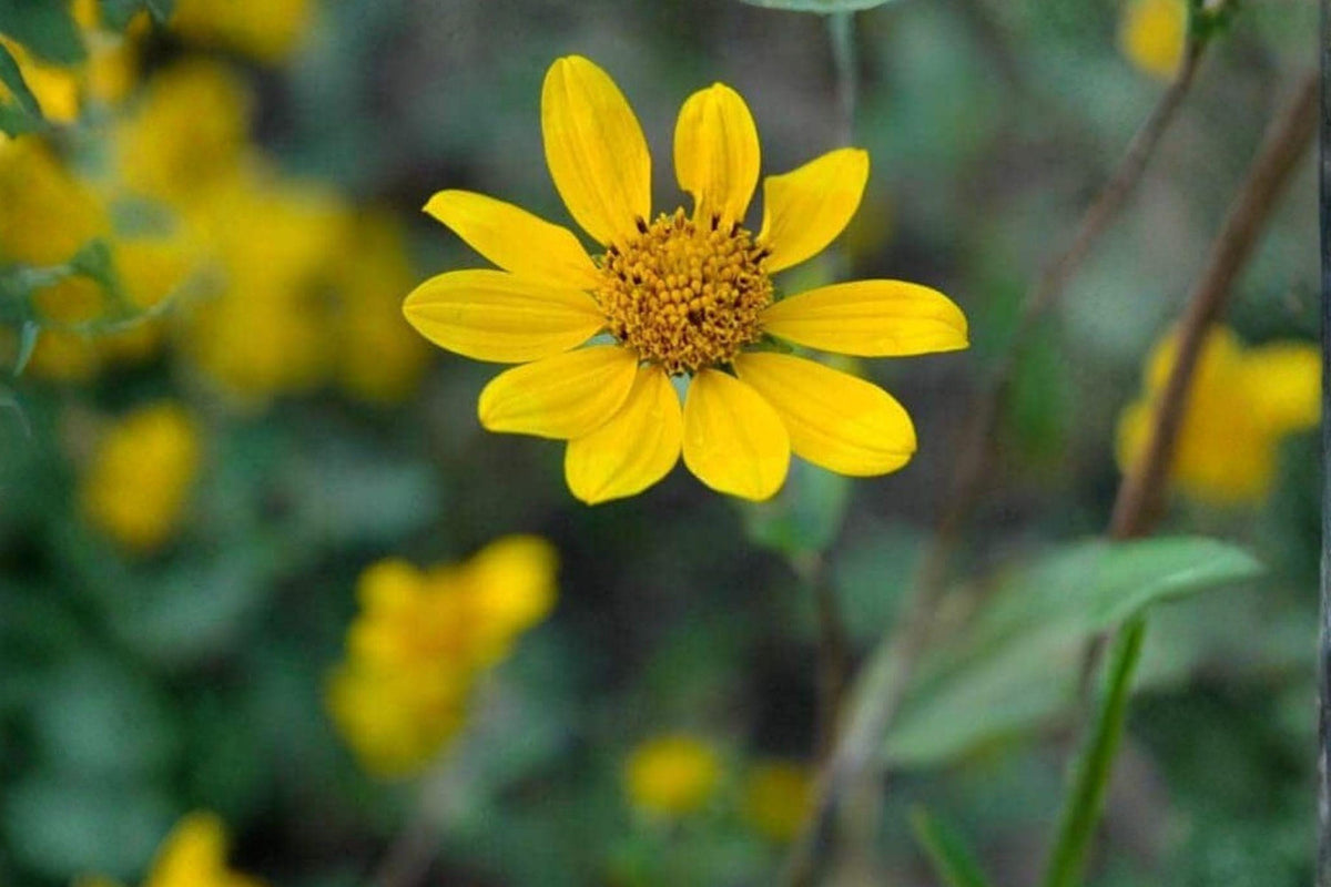 100 Showy Goldeneye Seeds – Heliomeris multiflora Wildflower, Drought Tolerant, Yellow Blooms, Native Perennial Seed Pack