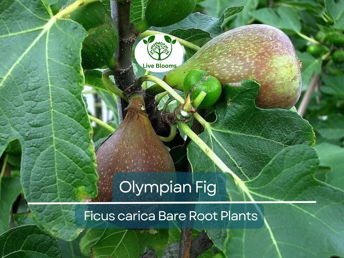 Olympian Fig Tree Bare Root Starter Plant - Ficus carica, Cold Hardy, Edible Fruit, Non-GMO, Compact, Fast Growing