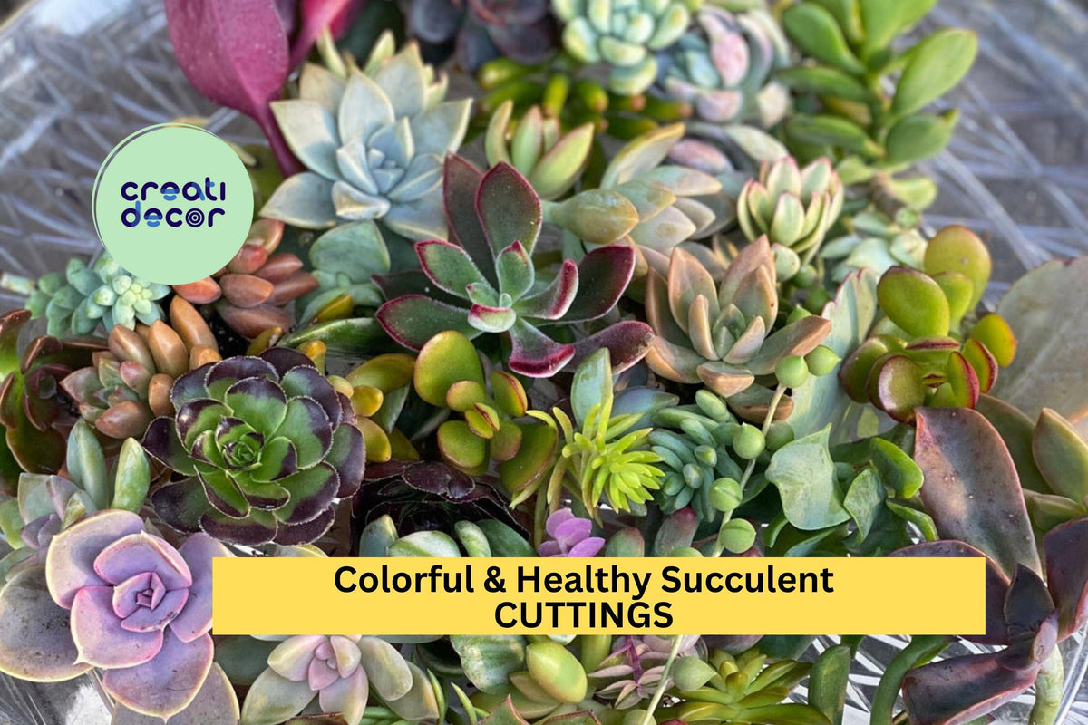 Assorted Succulent Cuttings Pack | 40 Colorful Unrooted Clippings | Echeveria, Sedum, Crassula Varieties for DIY Arrangements