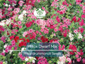 200 Phlox Dwarf Mix Seeds - Heirloom Non-GMO Spring Blooms, Perennial, Rock Garden, Border, Pollinator Attracting, Phlox drummondii