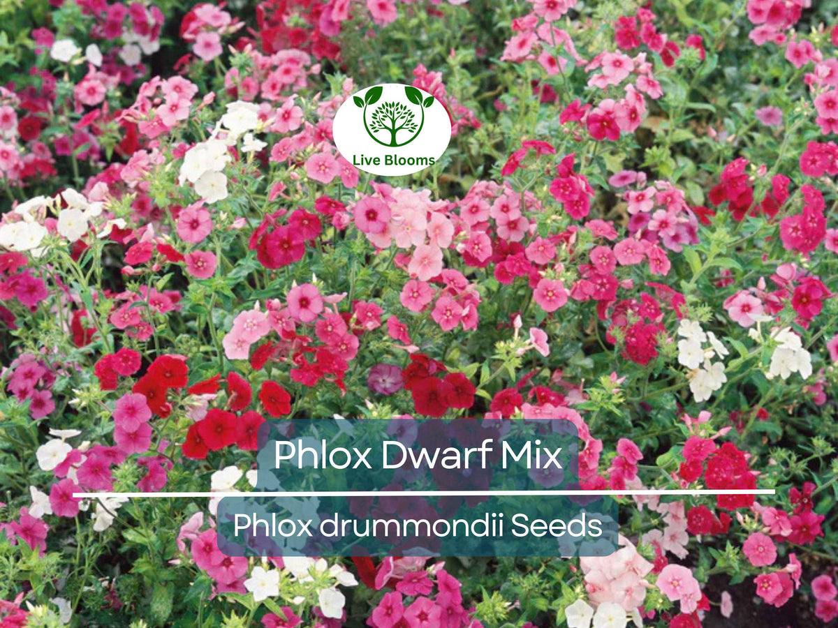 200 Phlox Dwarf Mix Seeds - Heirloom Non-GMO Spring Blooms, Perennial, Rock Garden, Border, Pollinator Attracting, Phlox drummondii