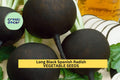 500+ Long Black Spanish Radish Seeds – Heirloom Winter Radish for Garden Planting, Crisp White Flesh & Black Skin – USA