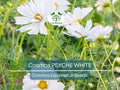 100 Cosmos Psyche White Seeds – Ruffled White Blooms, Organic, Non-GMO, Pollinator-Friendly, Cosmos bipinnatus, Cottage Garden, Cut Flowers