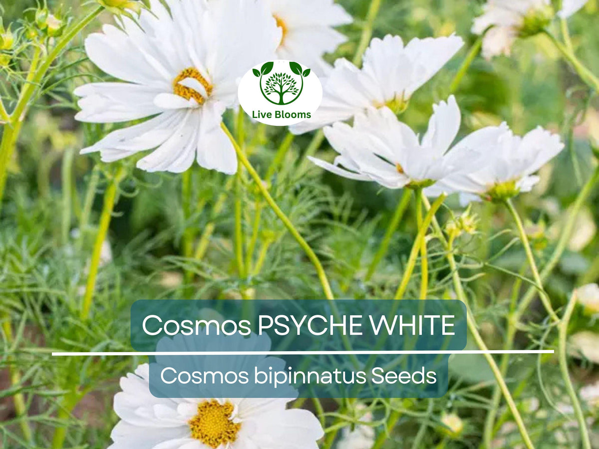 100 Cosmos Psyche White Seeds – Ruffled White Blooms, Organic, Non-GMO, Pollinator-Friendly, Cosmos bipinnatus, Cottage Garden, Cut Flowers