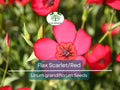 500 Seeds Scarlet Red Flax Wildflower Seeds, Non-GMO, Annual, Pollinator-Friendly, Partial Shade, Linum grandiflorum