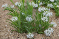Ozark Bluestar Seeds | Amsonia illustris Native Perennial Flower | Pollinator-Friendly Garden Plant | 10 Seeds