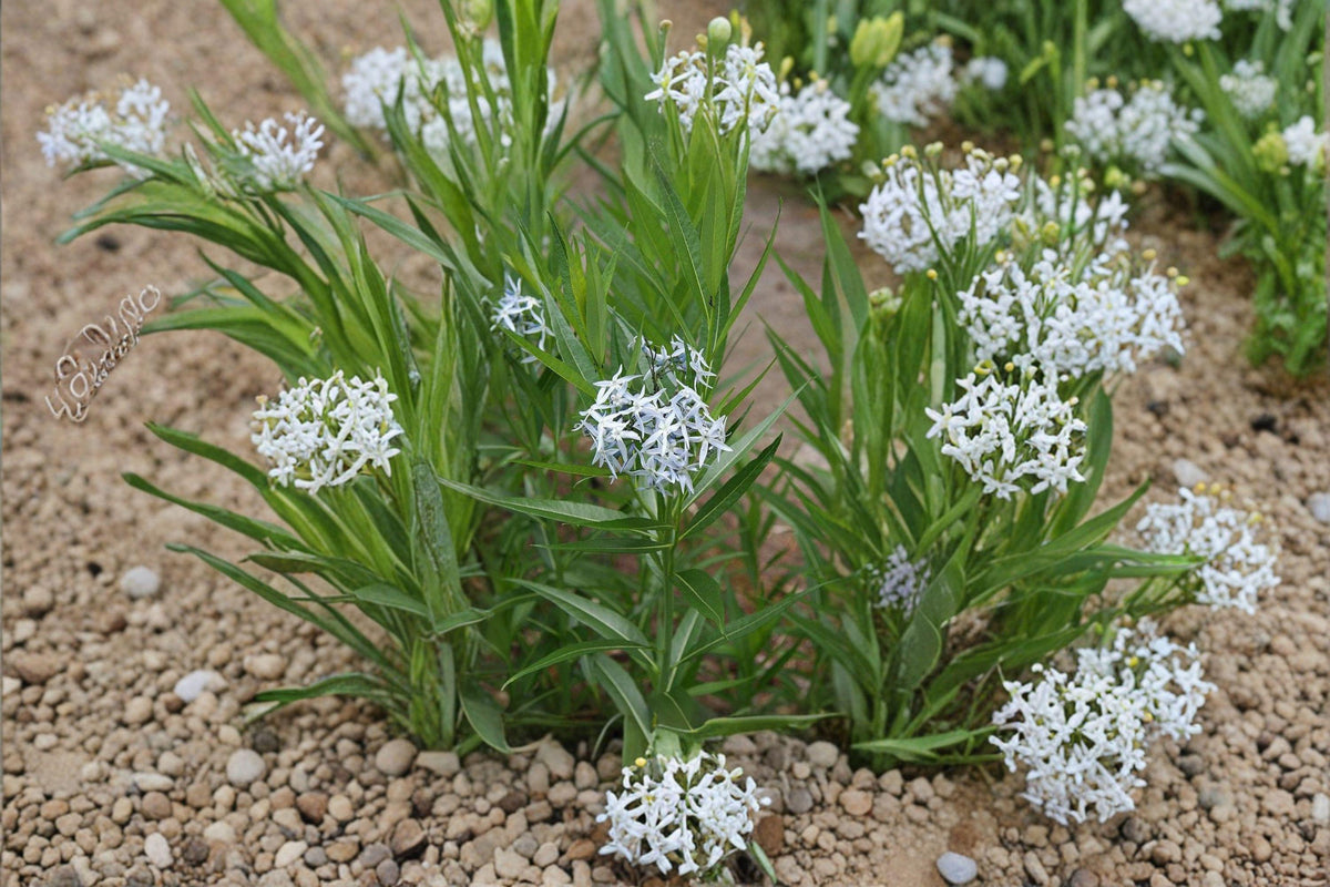 Ozark Bluestar Seeds | Amsonia illustris Native Perennial Flower | Pollinator-Friendly Garden Plant | 10 Seeds