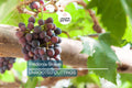 Fredonia Grape Cuttings – Organic, Unrooted, Disease-Resistant Vitis labrusca ‘Fredonia’ for Home Vineyard