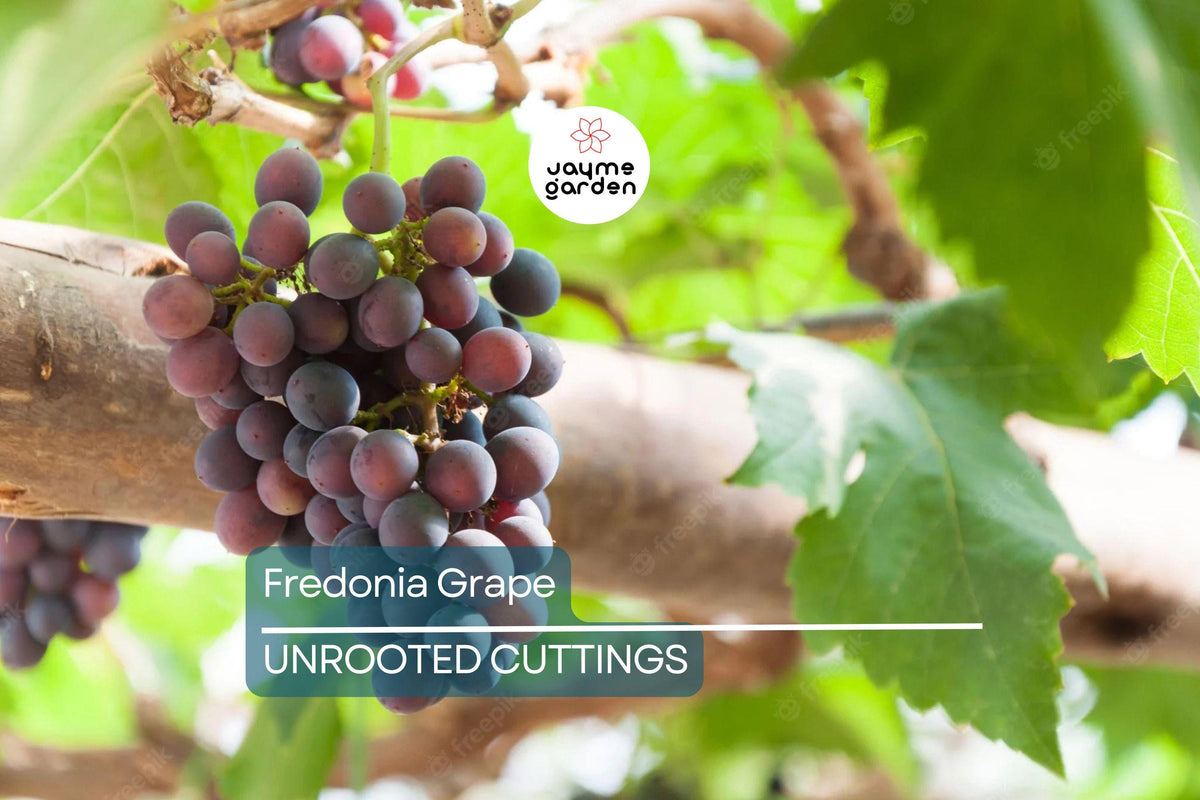 Fredonia Grape Cuttings – Organic, Unrooted, Disease-Resistant Vitis labrusca ‘Fredonia’ for Home Vineyard