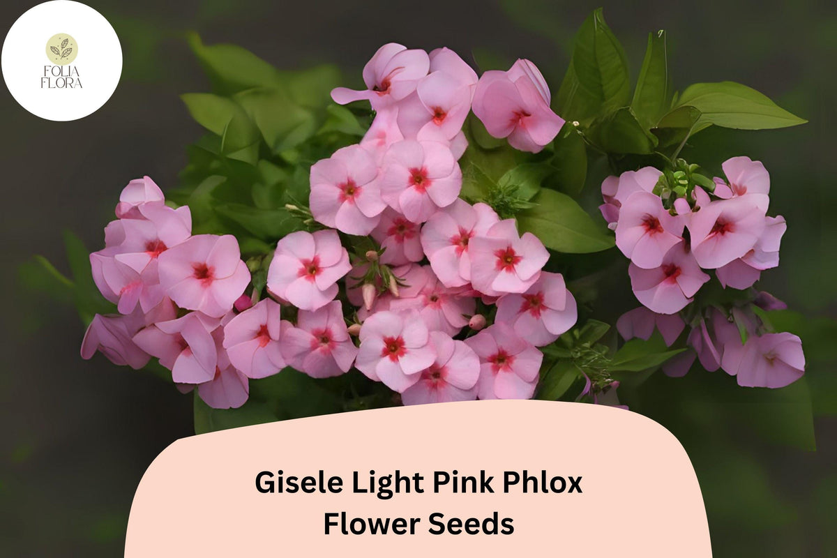 Gisele Light Pink Phlox Seeds – Annual Garden Flowers, Phlox drummondii Hybrid, Soft Pink Blooms, Attracts Pollinators, 100+ Seeds