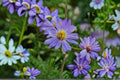 100 Short's Aster Seeds – Symphyotrichum shortii Native Pollinator Flower for Gardens & Wildflowers