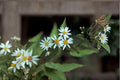 100 Schrebers Wood Aster Seeds – Eurybia schreberi Native Shade Wildflower for Woodland Gardens & Pollinator Support