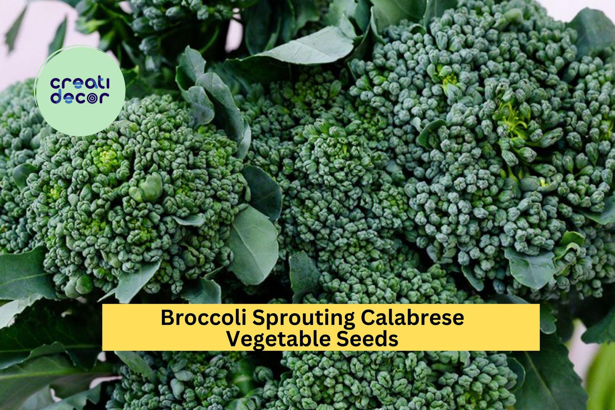 3pcs Broccoli Calabrese Seeds – Green Sprouting Heirloom Variety for Garden Beds, Containers, Brassica oleracea