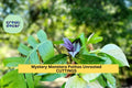 Unrooted Houseplant Cuttings Pack | Grower’s Choice Mix of Monstera, Pothos, Philodendron & More | Live Tropical Plant Starter Kit