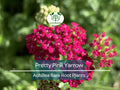 Pink Yarrow Live Plant – Achillea Millefolium Bare Root Perennial for Pollinator Gardens, Drought Tolerant, Flower Bed, Cottage Garden