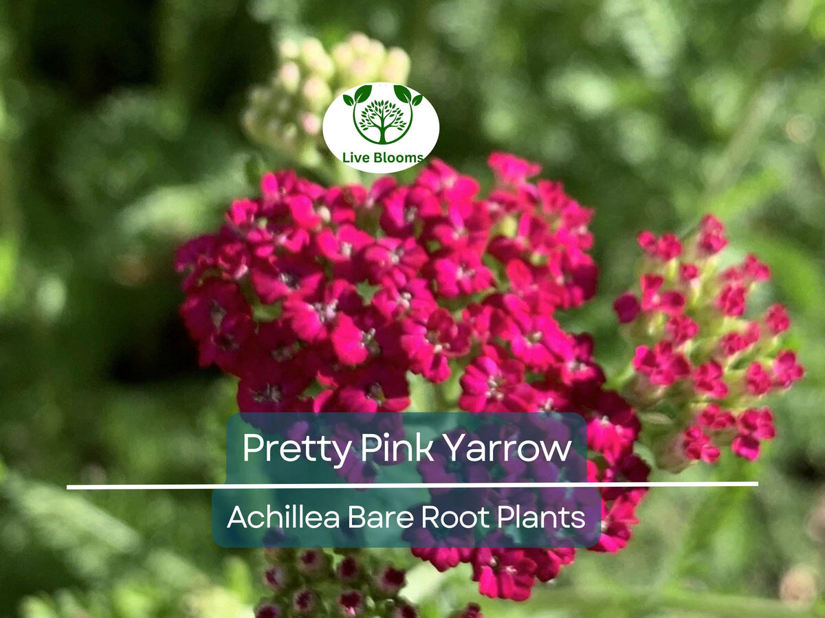 Pink Yarrow Live Plant – Achillea Millefolium Bare Root Perennial for Pollinator Gardens, Drought Tolerant, Flower Bed, Cottage Garden