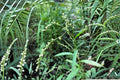 30 Smartweed Seeds – Persicaria punctata Native Annual Wetland Wildflower Pollinator Plant