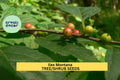 25 SEEDS Ilex montana Seeds – Mountain Holly Shrub for Woodland Gardens, Natural Hedges, or Native Landscaping Seeds for Planting