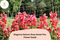 Sweet Pea Seeds - Elegance Salmon Rose Climbing Vine, Lathyrus odoratus, Ornamental Garden Planting, 50+ Seeds