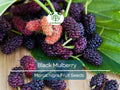 Black Mulberry Tree Seeds, Morus nigra, Edible Fruit, Fast Growing, Hardy Backyard Fruit Tree, Garden Starter, Mulberry Bush