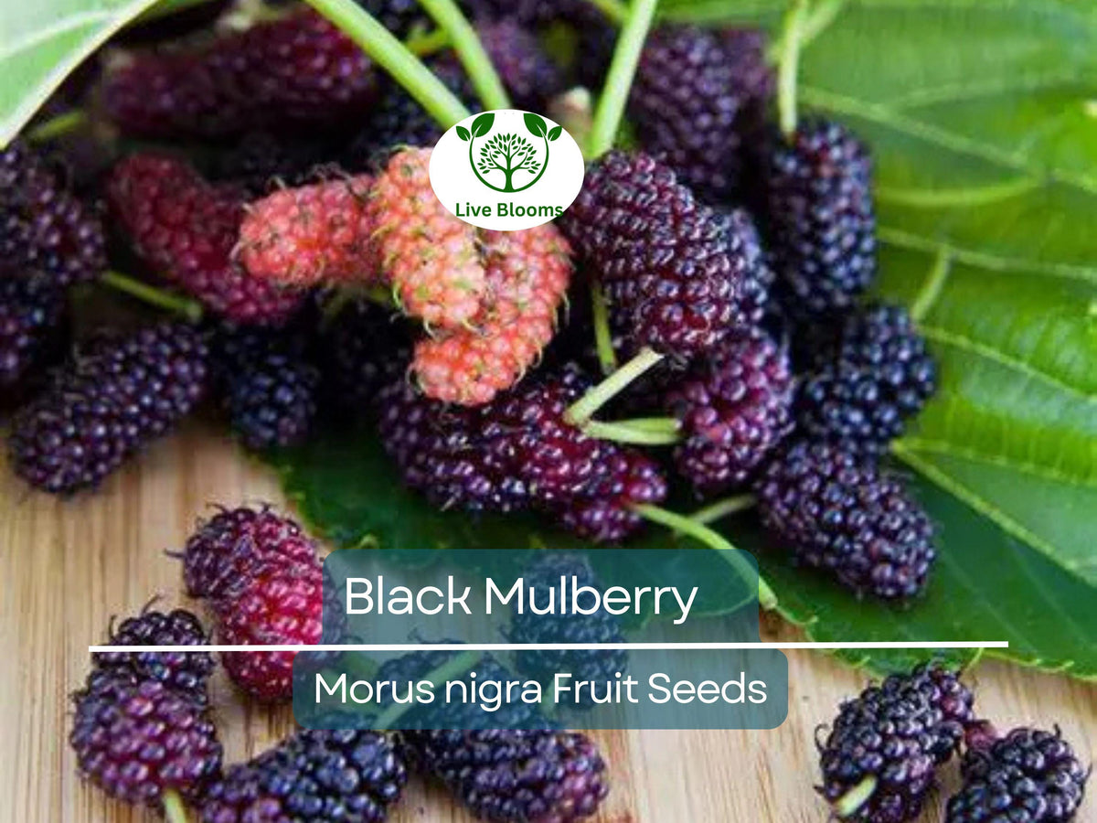 Black Mulberry Tree Seeds, Morus nigra, Edible Fruit, Fast Growing, Hardy Backyard Fruit Tree, Garden Starter, Mulberry Bush