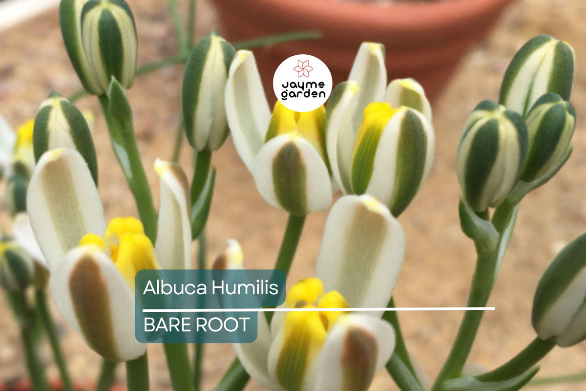 Albuca Humilis Live Plant Bulbs – 5 Pack, Unique Green-White Succulent, Drought-Tolerant, Easy-Care Rhizome, Moon Garden Gift